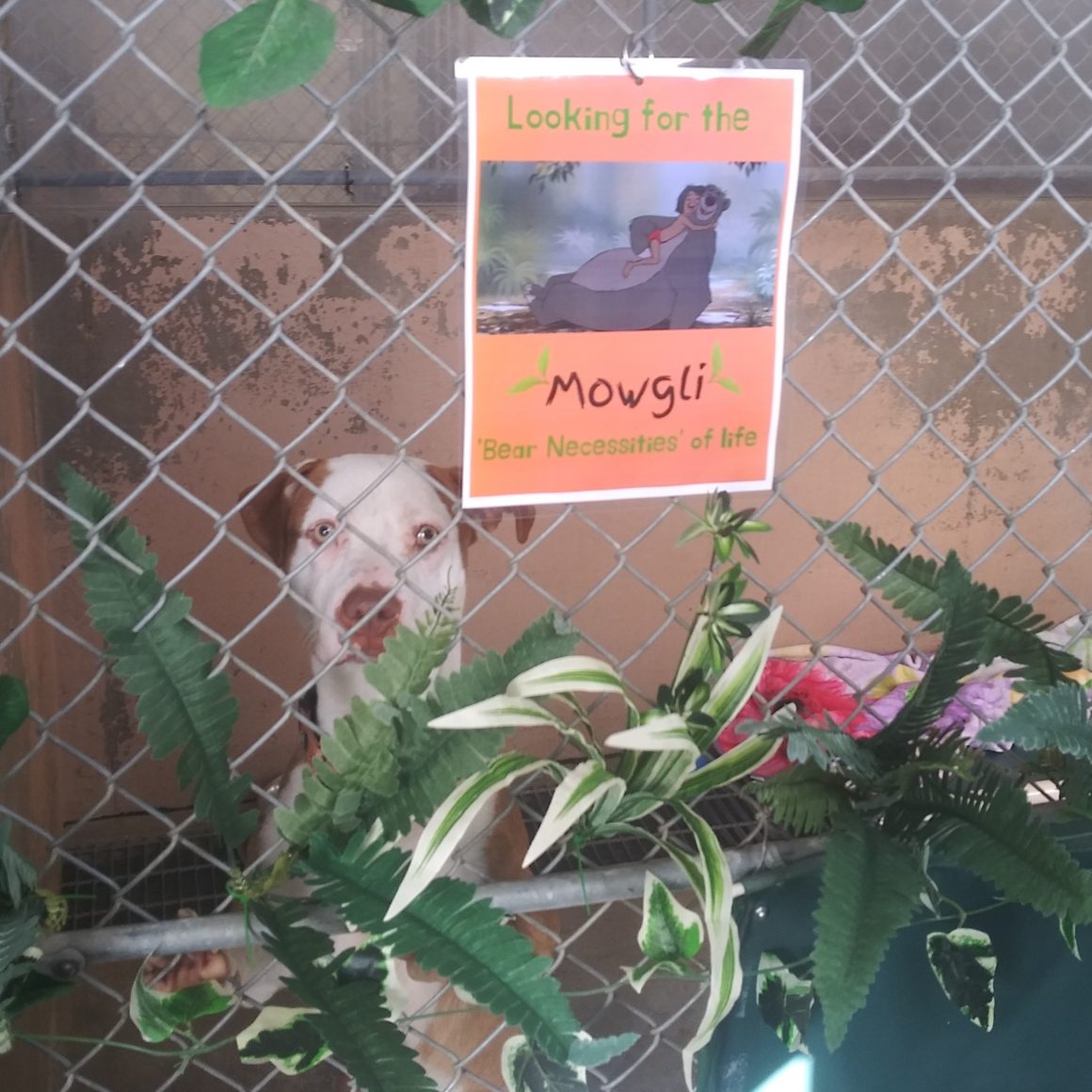 Mowgli